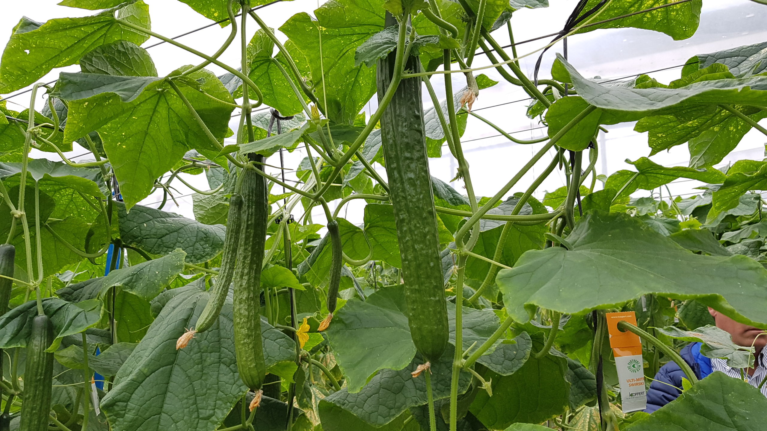 How to minimize crop loss and reduce the financial impact of disease on cucumbers?
