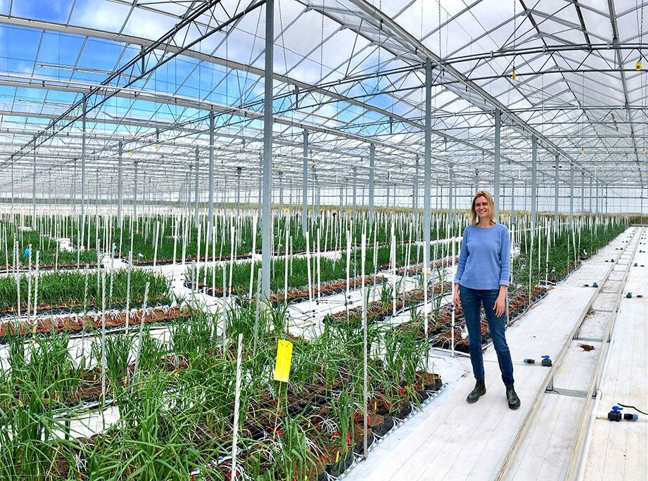 Allium research in Rilland ‘Leading The World’