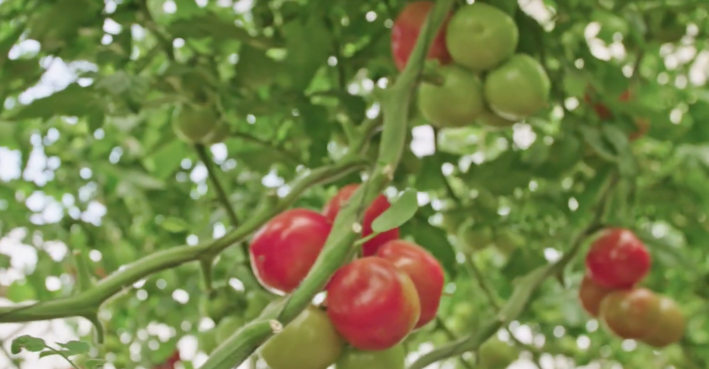 Hazera’s Official Training Video: Tomato Brown Rugose Fruit Virus (ToBRFV)