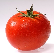 tomato variety