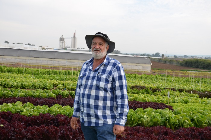 Lettuce Tip Burn Relation to Environmental Influences