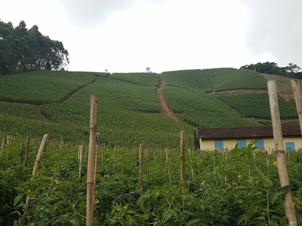 green field