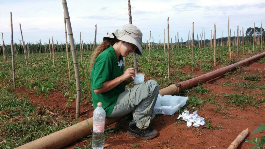 simply working in tomato genetics