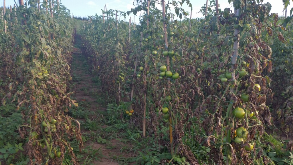 Burned field of tomatoes