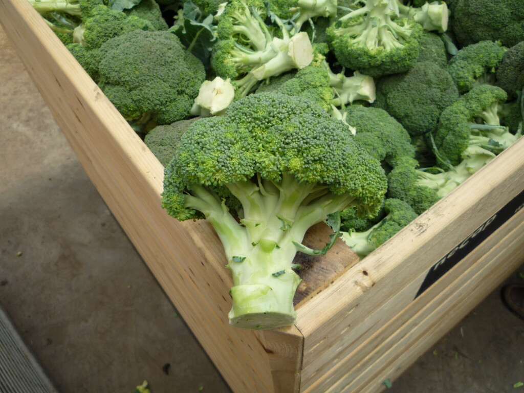 How healthy food trends fuel culinary creativity – Global