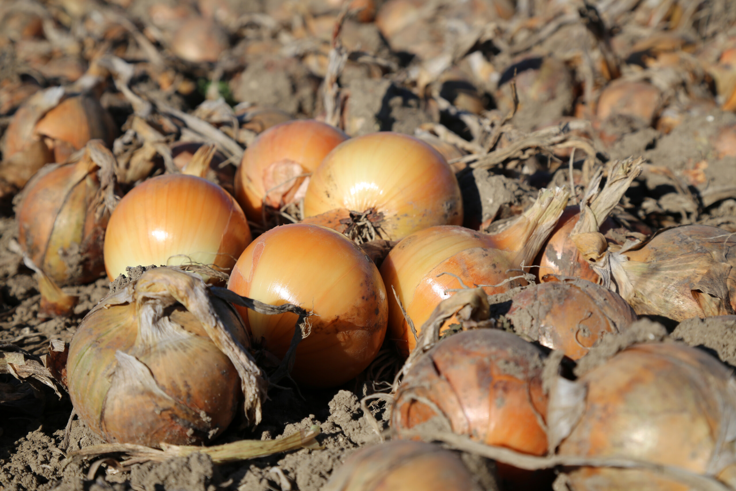 Dormo, under the right conditions, the firmest onion with the best skin retention in the Rijnsburger range.