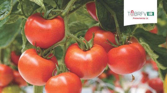 Leading the way in Performance and Protection: Alejandro Szechtman on Hazera’s Tomato Strategy