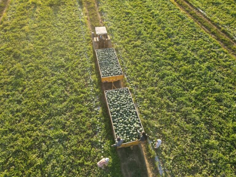 Seedless is More: How Hazera is Redefining the Mini Watermelon Category